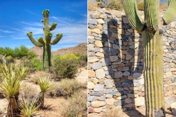 Identifying Common Arizona Cacti Prickly Pear Saguaro Jumping Cholla And More Homes For Sale Real Estate In Scottsdale Az Az Golf Homes,Personal Space Bubble