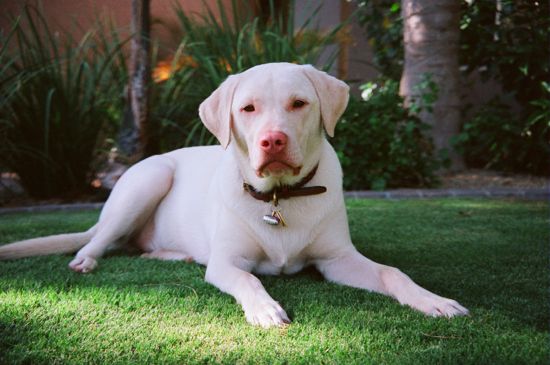 "Dogs’ Day" at the Desert Botanical Garden near Scottsdale |  November 16