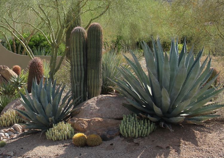 Desert plants in North Scottsdale
