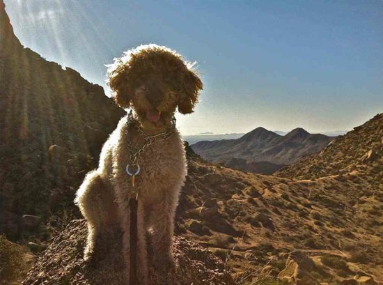 Homeowners near McDowell Sonoran Preserve ultimate benefactors of Tour de Scottsdale