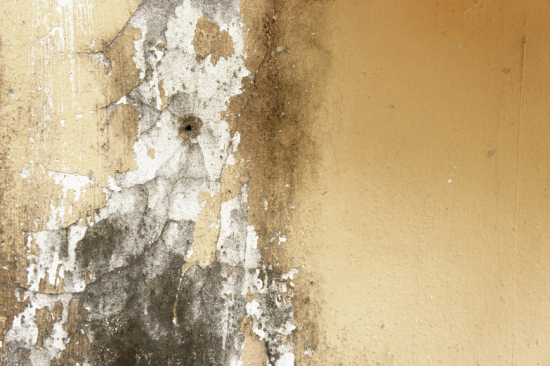 What to do when you detect mold or water damage in your home | Scottsdale