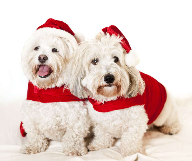 5th Annual Holiday Pet Festival at WestWorld on Saturday, December 6th | Scottsdale
