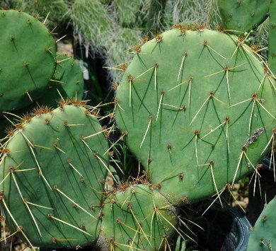 3 popular indigenous plants for landscaping your Scottsdale home ...