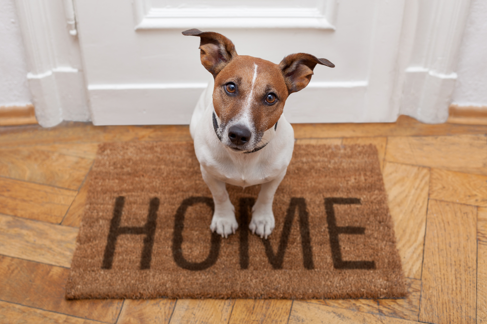 A pet owner’s guide to selling your home