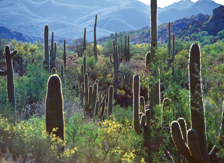 Scottsdale acquires 415 more acres for the McDowell Sonoran Preserve