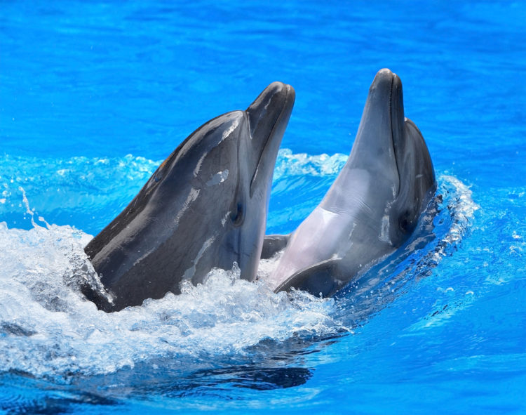 Dolphins playing in pool at Dolphinaris Arizona