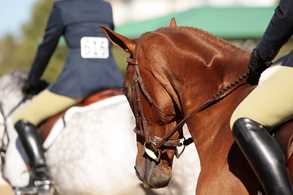 February 2020 Events in Scottsdale - 65th Annual Arabian Horse Show