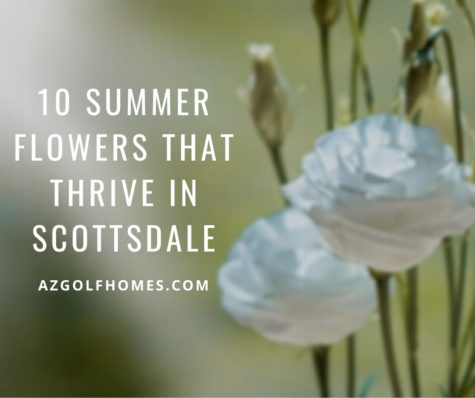 Landscaping Your New Home: 10 Summer Flowers That Thrive in Scottsdale