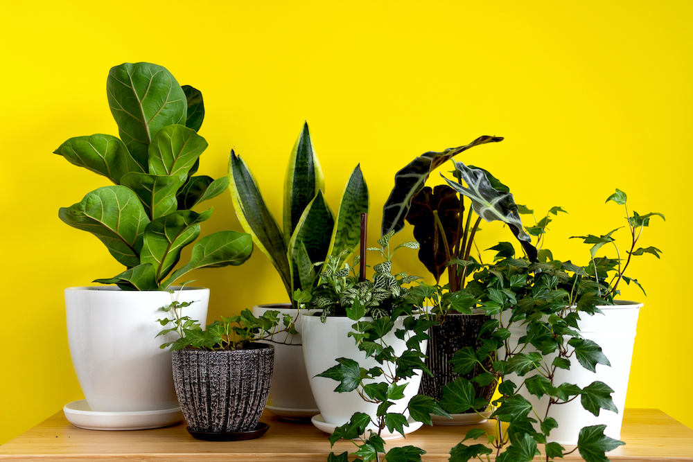 Indoor plants scottsdale