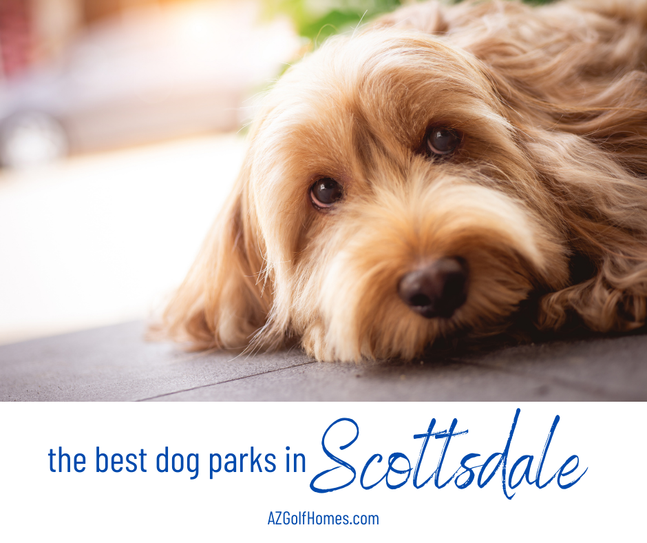 Help Your Pooch Make Pals at These Great Dog Parks in Scottsdale