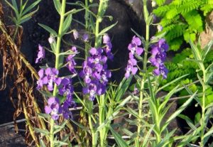 10 Summer Flowers That Thrive in Scottsdale - Angelonia