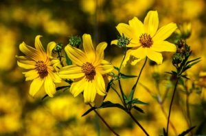 10 Summer Flowers That Thrive in Scottsdale - Coreopsis