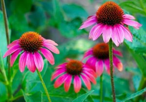 10 Summer Flowers That Thrive in Scottsdale - Echinacea