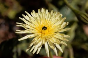 10 Summer Flowers That Thrive in Scottsdale - Golden Fleece