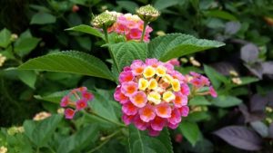 10 Summer Flowers That Thrive in Scottsdale - Lantana