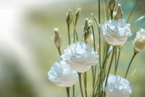10 Summer Flowers That Thrive in Scottsdale - Lisianthus