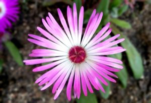 10 Summer Flowers That Thrive in Scottsdale - Portulaca