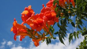 10 Summer Flowers That Thrive in Scottsdale - Tangerine Beauty Cross Vine