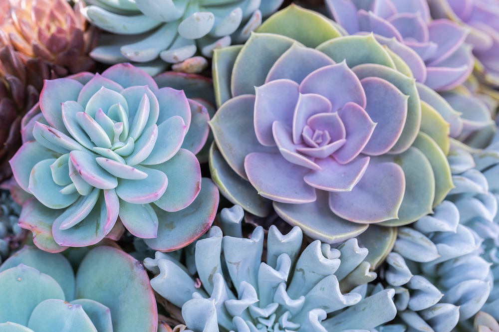 3 Easy-to-Manage DIY Projects You Can Do While You’re Self-Isolating - Set Up a Desert Garden