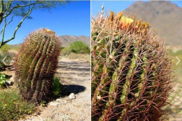 Barrel Cactus in Arizona