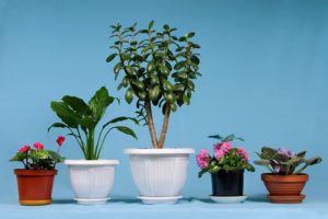 Houseplants for Your Scottsdale Home - Golf Course Homes for Sale in Scottsdale