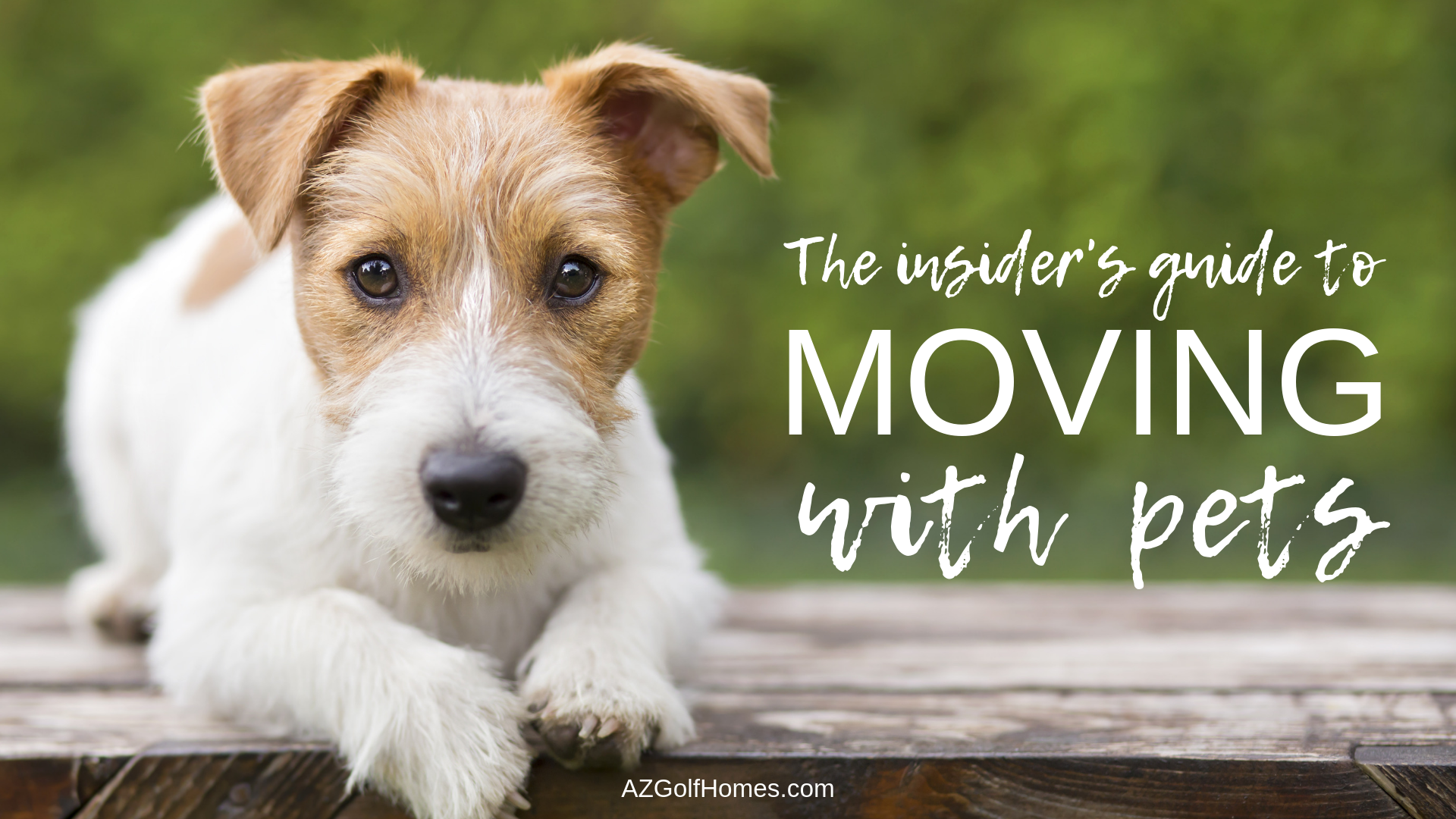 Insider's Guide to Moving With Pets