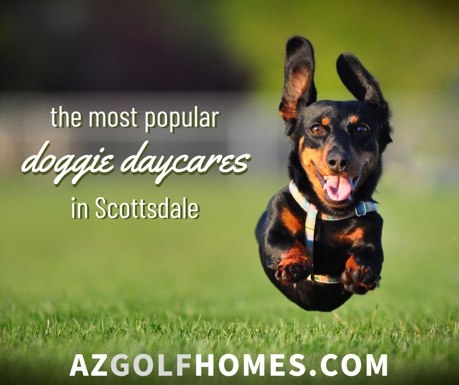 Most Popular Doggie Daycares in Scottsdale - AZ Golf Course Homes for Sale - High End Real Estate