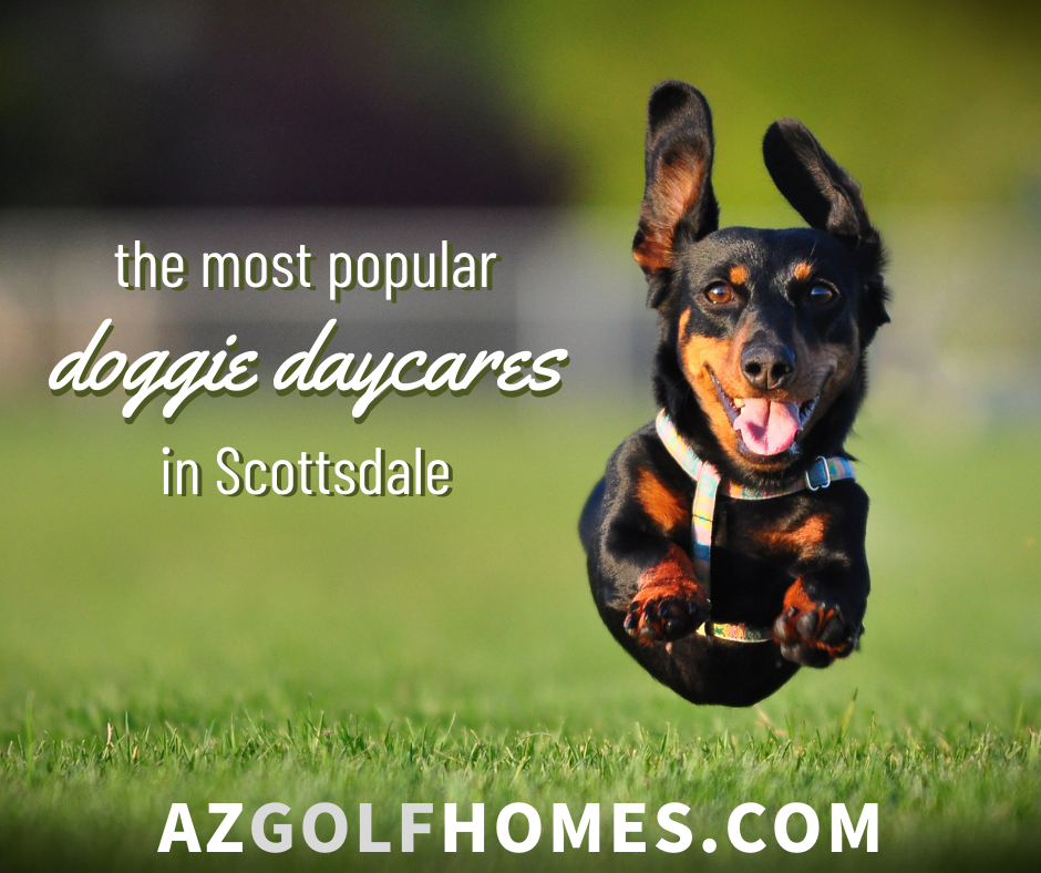 Most-Popular-Doggie-Daycares-in-Scottsda