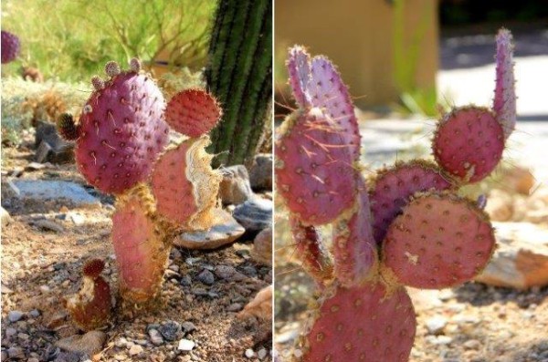 Prickly Pear Cactus in Arizona