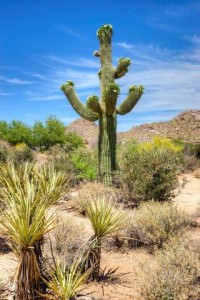 Saguaro Cactus in Sonoran Desert