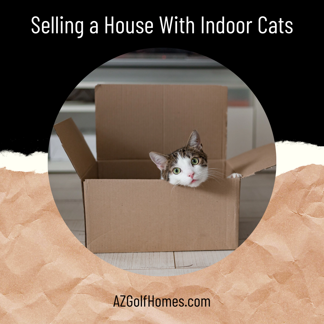 Selling a House With Indoor Cats - AZGolfHomes