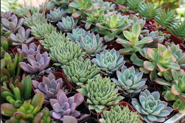 Central Arizona Cacti and Succulent Society meets this Sunday.
