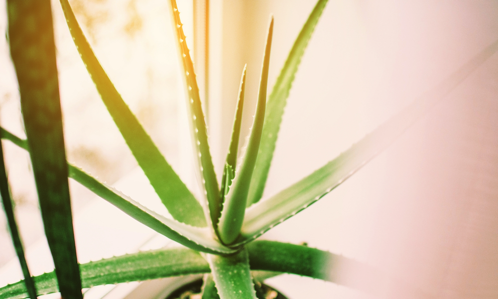 The 7 Best Winter Houseplants for Your Scottsdale Home