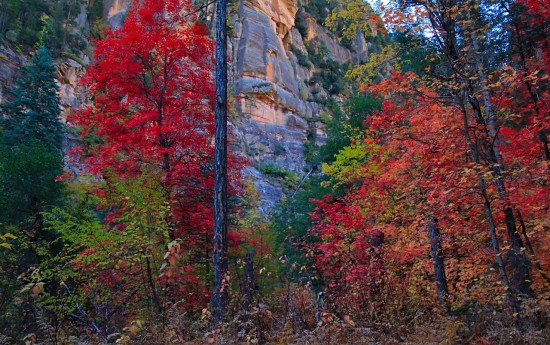 Autumn in Oak Creek Canyon, near Sedona