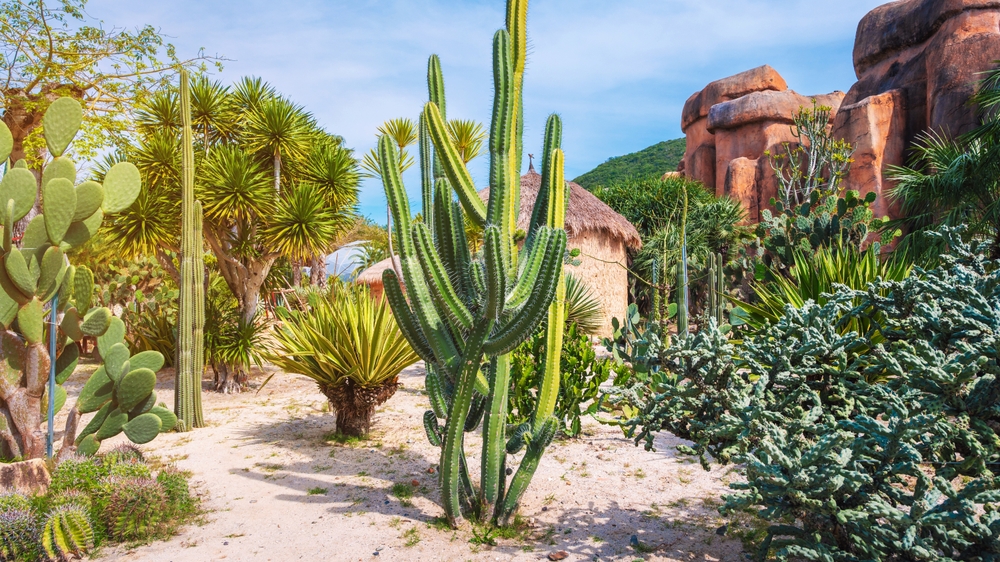 The Beauty of the Desert Botanical Garden in Phoenix