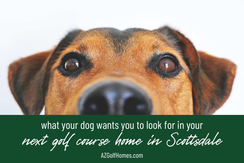 What Pet Parents Should Look for in a Scottsdale Golf Course Home