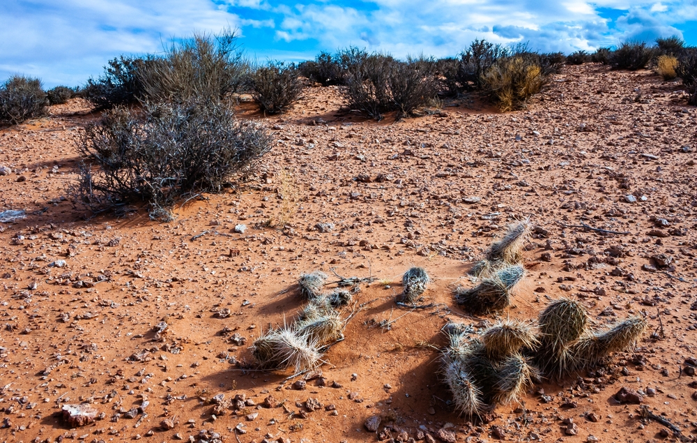 Creative Ways to Stage Your Desert Backyard in the Fall