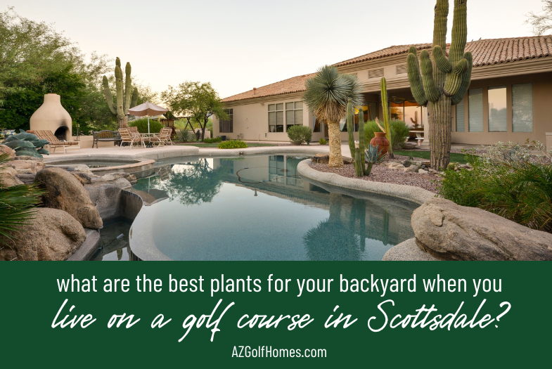 What Are the Best Plants for Your Backyard When You Live in Scottsdale