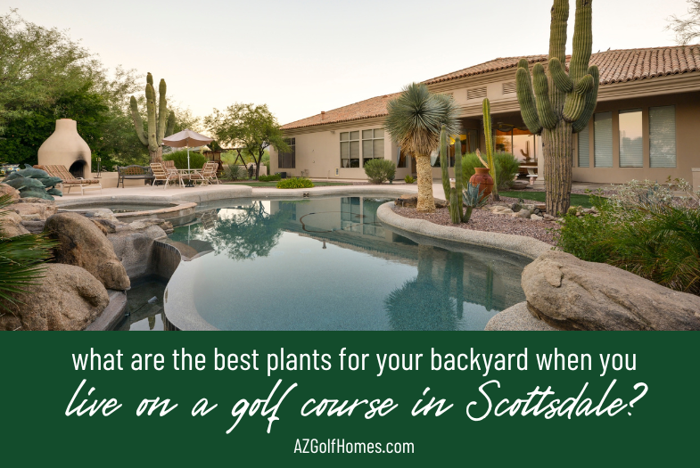 What Are the Best Plants for Your Backyard When You Live in Scottsdale?