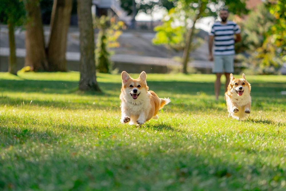 dog parks in and near Scottsdale
